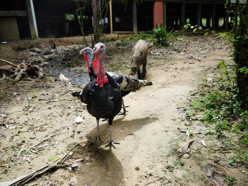 Bilit Rainforest Lodge Sandakan Luaran gambar